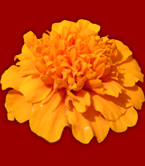 marigold